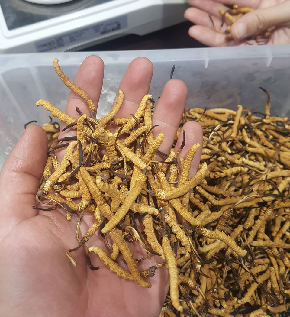 Đông trùng hạ thảo Tây Tạng size 30 con 10g